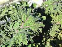 Wsf_red_russian_kale