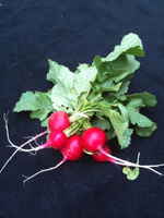 Wsf_radishes